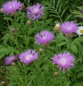 3 x Centaurea dealbata 'Persian Cornflower' established garden ready plants - Picture 1 of 2