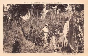 Comores - MAYOTTE - Dzoumogné - Vanillerie - Plantation de vanille - Cliché John - Picture 1 of 2
