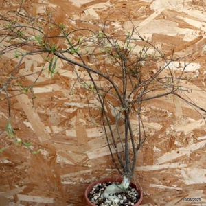 D4556 EUPHORBIA HEDYOTOIDES pot14-H60-W15 cm MaMa Cactus - Picture 1 of 6