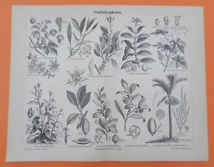 Hopfen Kaffee Tabak Kakao Coca Kokasrauch Genußmittelpflanzen Holzstich von 1894 - Bild 1 von 2
