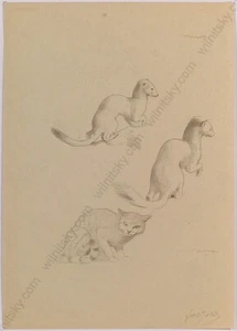 Ferdinand Karl Gold (b.1882) "Studies of Ermine and Cat", Drawing, 1920s - Picture 1 of 1