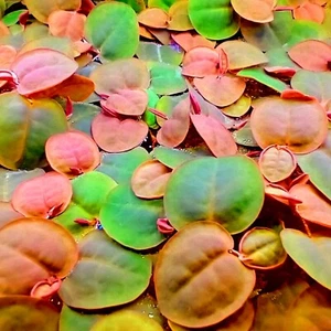 🌿 50 x RED ROOT FLOATER Healthy Live Tropical Aquatic Floating Aquarium Plants - Picture 1 of 6
