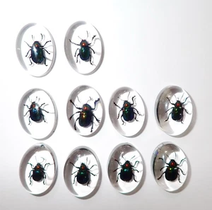 Insect Cabochon Shining Leaf Beetle Specimen Oval 18x25 mm Clear 10 pcs Lot - Picture 1 of 12