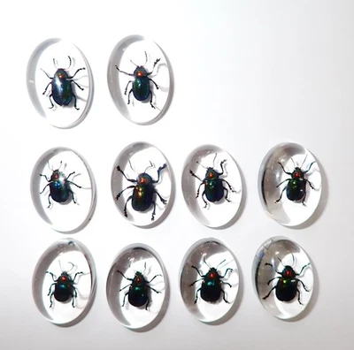 Insect Cabochon Shining Leaf Beetle Specimen Oval 18x25 mm Clear 10 pcs Lot - Image 1 of 4