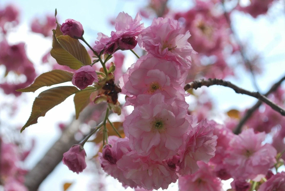 10 Japanese Cherry Blossom Seeds - Prunus serrulata - Sakura East Asian Tree - Image 1 of 4