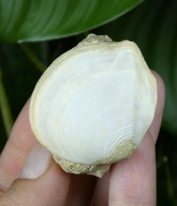 Coquillage fossile sur Gangue 4.5x3cm Marne France collection cabinet curiosité - Picture 1 of 6