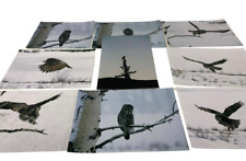 Lot of (9) Original 12x8" Snow Owl Color Photograph Photo Bird Animal Art