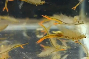 30,000 Fairy Shrimp eggs Food For New born Fish, Betta ,Guppy, Killifish. - Picture 1 of 24
