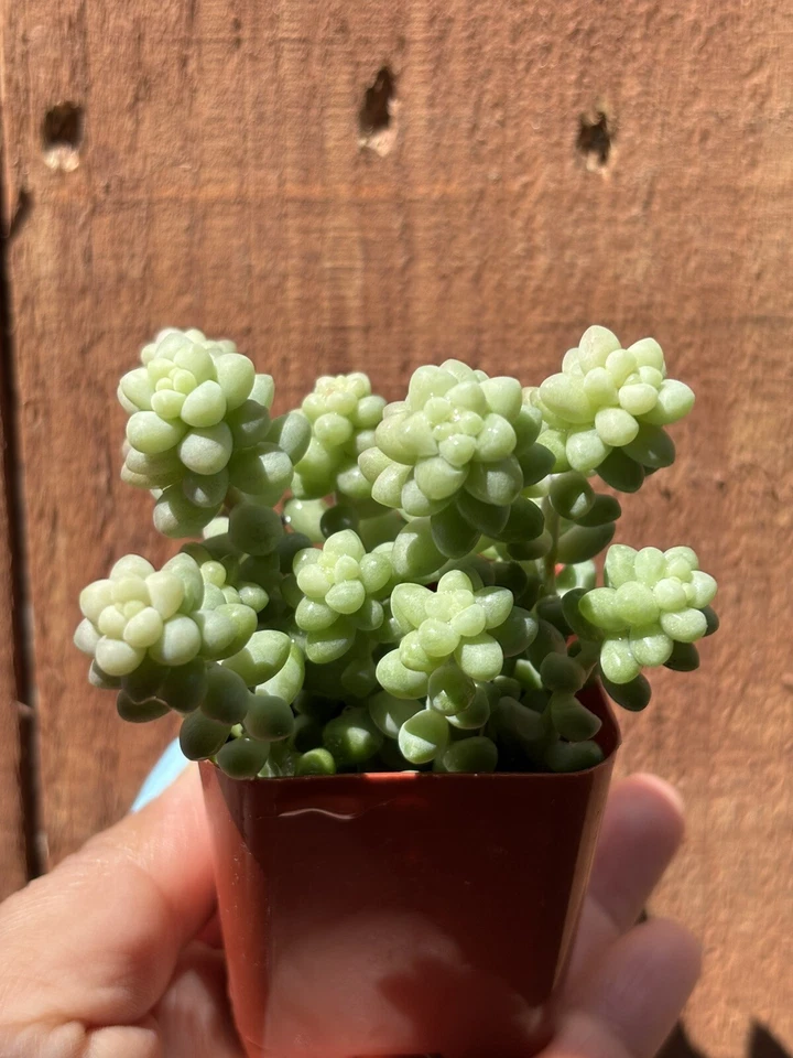 2” Sedum Morganianum ‘Burros Tail’ succulent - Image 1 of 3