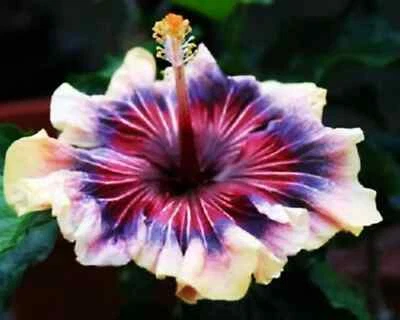 🌺🌺 MADAGASCAR hibiscus MOSCHEUTOS mallow Malvaceae STARTER Live PLANT US ship - Image 1 of 4