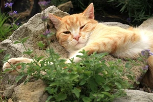 200 Lemon LEMONY CATNIP Nepeta Cataria Citriodora Herb Flower Seeds - Picture 1 of 11