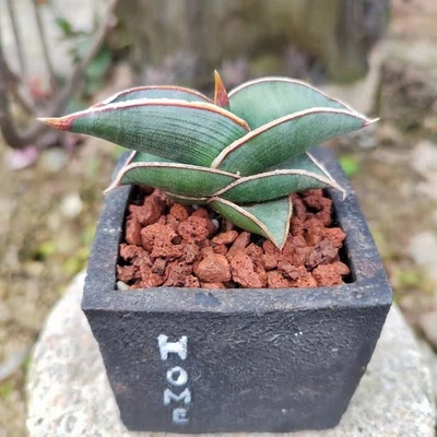 2PCS Raresucculent plants Garden decoration beautiful Plants 6-8cm - Image 1 of 4