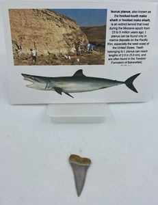 Broad-toothed "Mako" C. hastalis Sharktooth Hill 1-1.5 inch MA125 - Picture 1 of 3