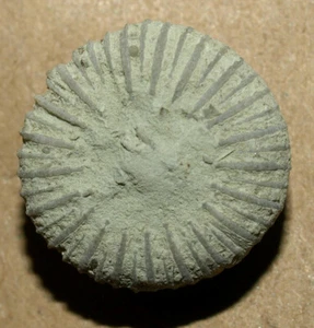 Paläocyclus porpita (Linnaeus, 1767) Silur ""Knopf"" Koralle Schweden, Gotland - Bild 1 von 10