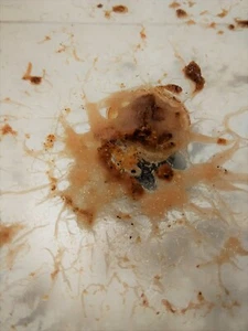 40g - STARTER inoculo GRINDAL WORMS grindalworms - ENCHYTRAEUS BUCHHOLZI - Foto 1 di 1