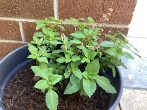 50+ Indian Holy Basil RAMA TULSI SEEDS Sacred Prayer (Not Posted to WA & TAS) - Picture 1 of 3