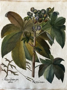 Basilius Besler (1561 -1629) “Ricinus major” - Hortus Eystettensis, 1640 - Picture 1 of 9