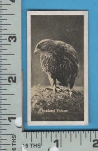 Inserto sigaretta gatto nero E594 Carreras Ltd coupon crd islanda falco prey bird - Foto 1 di 2