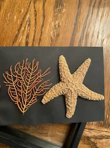 Framed Starfish & Coral Display Wall Art Decor - Picture 1 of 6
