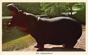 Postal TX: Chapman Zebras, zoológico de San Antonio, Texas, sin publicar - Imagen 1 de 2
