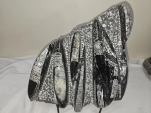Beautiful Orthoceras Plaque / Sculpture / Plate - Picture 1 of 9