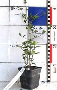 Ligustrum obtusifolium , reichblühende asiatische Wildform des Liguster - Bild 1 von 3