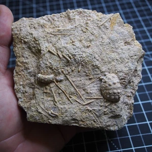 0.9kg Sea urchin Acrosalenia hemicidaroides Crinoid France Jurassic Fossil - Picture 1 of 13