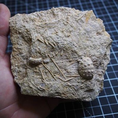 0.9kg Sea urchin Acrosalenia hemicidaroides Crinoid France Jurassic Fossil - Image 1 of 4