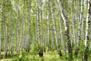 Gray Birch seeds 100+ - Picture 1 of 3