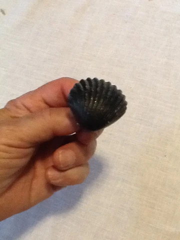VINTAGE 2 INCH SEASHELL METAL DRAWER KNOB WITH SCREW 5123d Cover