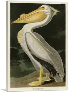 ARTCANVAS American White Pelican Canvas Art Print by John James Audubon - Picture 1 of 14