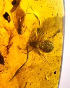 Cretaceous Fossil Burmese amber burmite Pseudoscorpion insect amber Myanmar - Picture 1 of 7