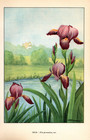 1926 Vintage GARDEN FLOWER "IRIS" GORGEOUS COLOR Art Print Lithograph