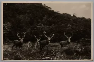 Postcard Monarchs Of The Glen Stags Posted c1960s JB White Real Photo RP RPPC - Picture 1 of 2