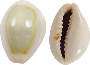 Ring Top Cowrie Craft Assorted Seashells Shell Bag .5-.75" (1 Kilo) - Picture 1 of 1