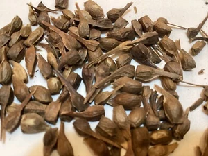 Yunnan Maple Tree seeds ((Acer Cinnamomifolium)) - Picture 1 of 7