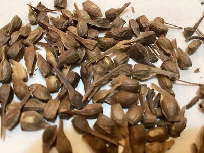 Yunnan Maple Tree seeds ((Acer Cinnamomifolium)) - Image 1 of 4