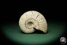 Cleoniceras Besairiei Madagaskar Ammonit Unterkreide Fossil Desmoceratoidea