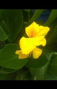 8 bulbs - Cana Lilly Bulbs Yellow Orange Speckled Throat. SPRING IS ALMOST HERE! - Picture 1 of 4