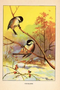 1926 Vintage TODHUNTER BIRD "CHICKADEE" GORGEOUS Full COLOR Art Plate Lithograph - Picture 1 of 1