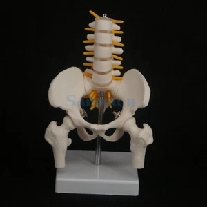 Half Size Pelvis 5 Pieces Lumbar With Leg Bone Vertebrae Anatomy Model - Picture 1 of 7