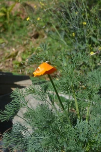 mind 500 Samen Kalifornischer Mohn, Goldmohn (Eschscholzia californica) seeds - Bild 1 von 4