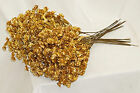Baby's Breath Pack of 12 Stems 18in Gold
