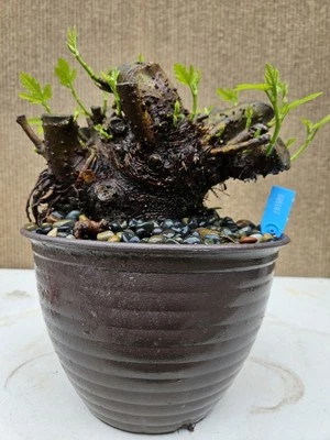 Old Fig Bonsai Tree ( Ficus Carica ),,, sale  - Image 1 of 4
