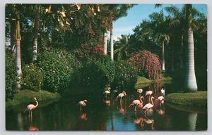 AK Florida Flamingos Papagei Dschungel Miami Florida Phoenicopterus ruber - Bild 1 von 2