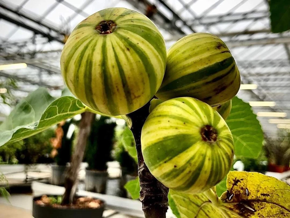 MONJARDINEXTRAORDINAIRE Ficus carica 'Panachée' / Figuier Panachée / Conteneur de 2 à 2.9 litres