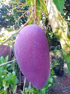 Purple Mango "NAM DOK MAI SI MUANG" Grafted tree Mangifera indica Best Variety - Picture 1 of 9