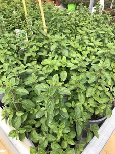 Origano comune - Foto 1 di 1