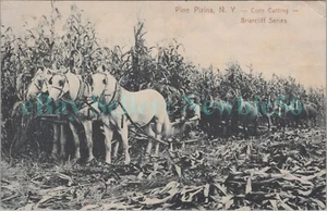 Pine Plains NY - CORTE DE MAÍZ EN GRANJAS BRIARCLIFF - Postal Condado de Dutchess - Imagen 1 de 2
