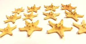 50 X-Small Knobby Tan / Brown Starfish 1-2" Natural Beach Wedding Decor Crafts - Picture 1 of 9